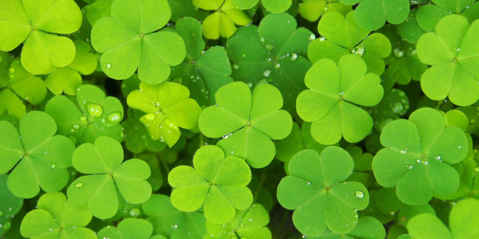 The Lottery of Slovenia | Ljubljana-Rudnik | Supernova